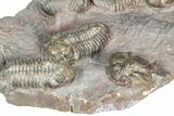 Cluster Of Six Colorful Austerops Trilobites - Jorf Morocco #362872-4
